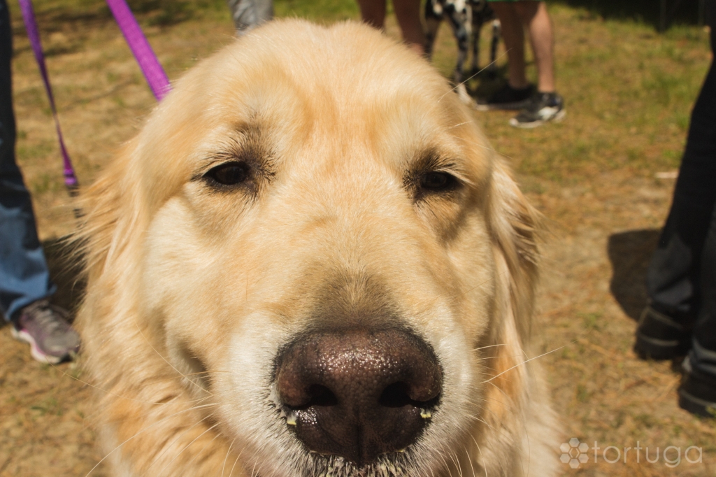 BarkInThePark-6